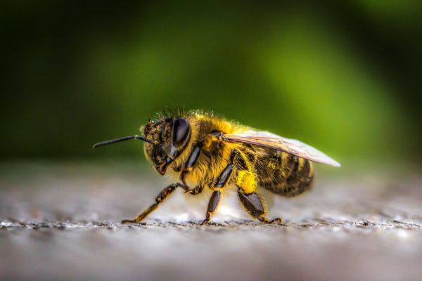 A Importância do Manejo Adequado no Inverno: Mantendo suas Colônias Fortes e Saudáveis